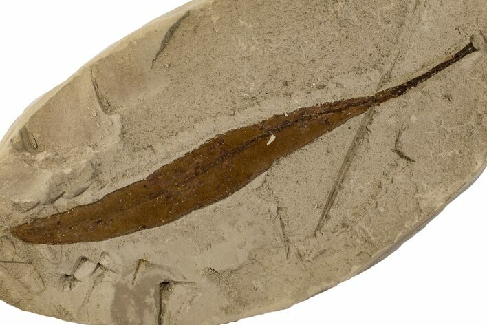 Eocene Fossil Leaf (Ficus) - Tennessee #189599